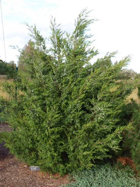 Juniperus virginiana 'Kim'