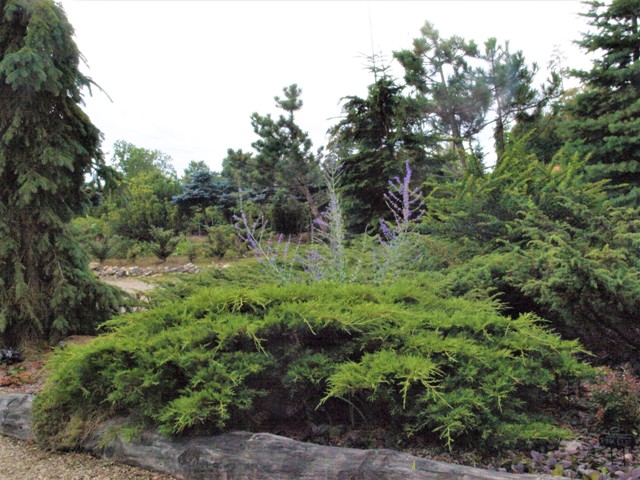 Juniperus x media 'Blound(Gold Sovereign)'