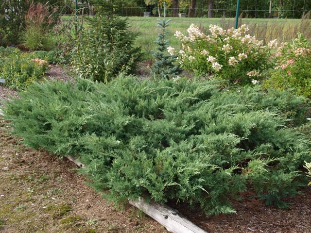 Juniperus x media 'Pfitzeriana Glauca'