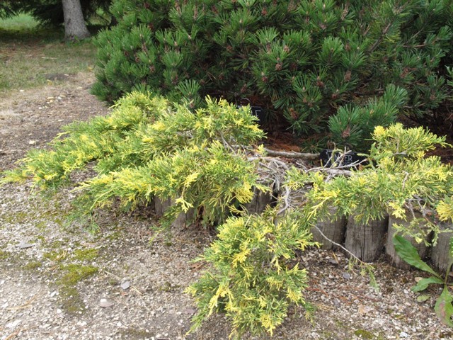 Juniperus x media 'Winter Surprise'