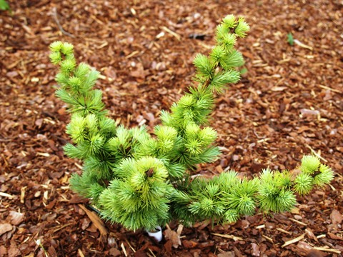 Larix kaempferi 'Nana'