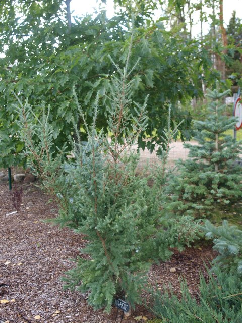 Larix decidua 'Nowhere'