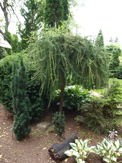 Larix decidua 'Puli'