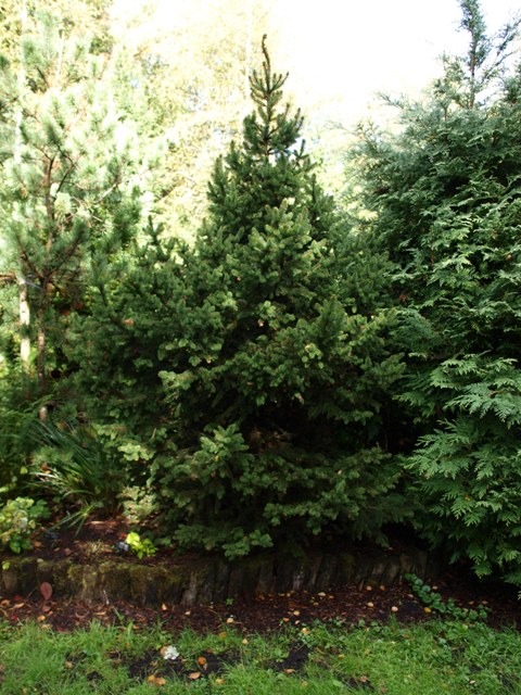 Picea abies 'Emsland'
