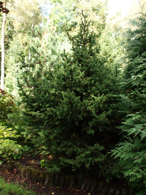 Picea abies 'Emsland'