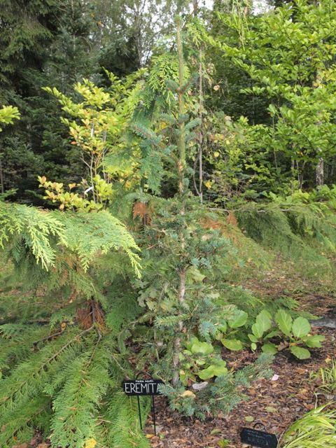 Picea abies 'Eremita'