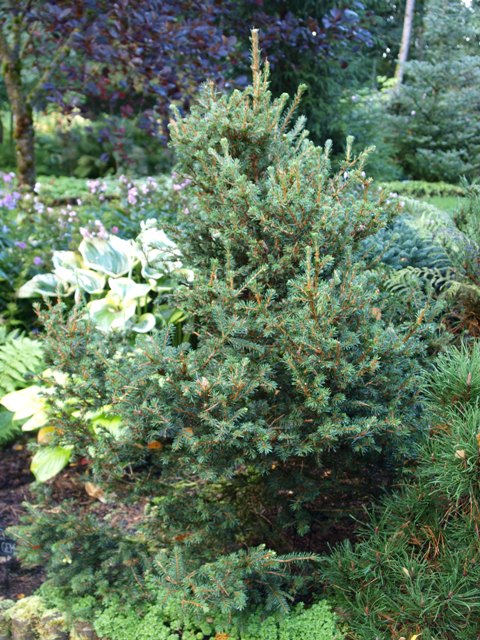 Picea abies 'Filip's Tive'