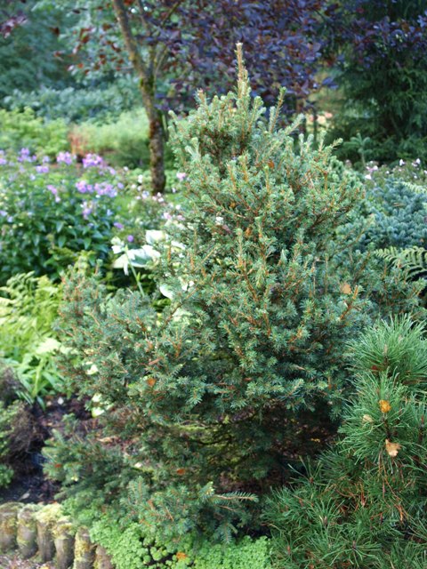 Picea abies 'Filip's Tive'