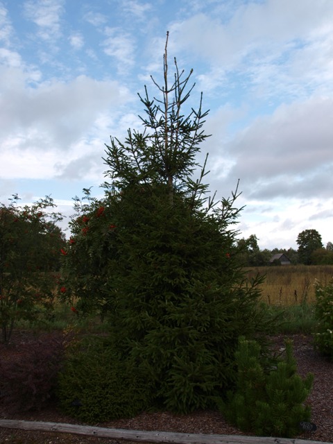 Picea abies 'Finedonensis'