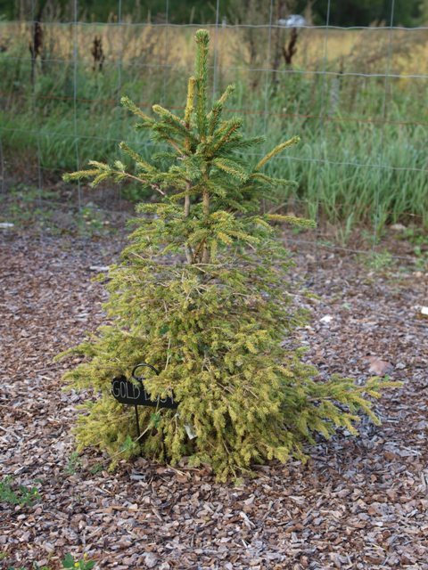 Picea abies 'Gold Dust'