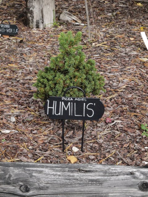 Picea abies 'Humilis'