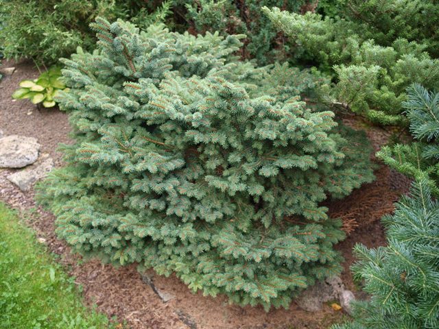 Picea abies 'Katka'