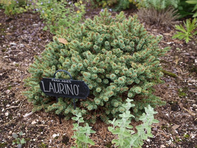 Picea abies 'Laurino'