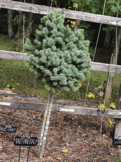 Picea abies 'Mouthneralm'