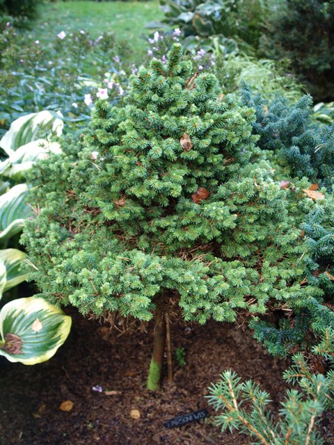 Picea abies 'Parsoni WB'