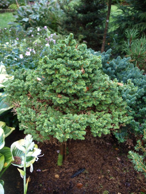 Picea abies 'Parsoni WB'