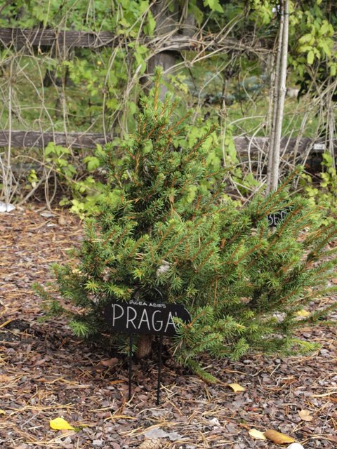 Picea abies 'Praga'