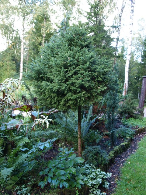 Picea abies 'Remontii'