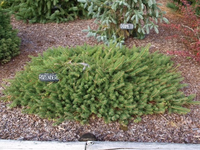 Picea abies 'Rozenberg'