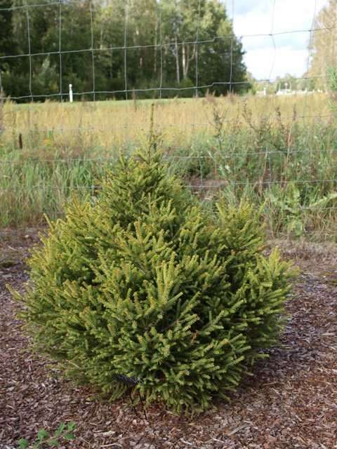 Picea abies 'Silakrogs'