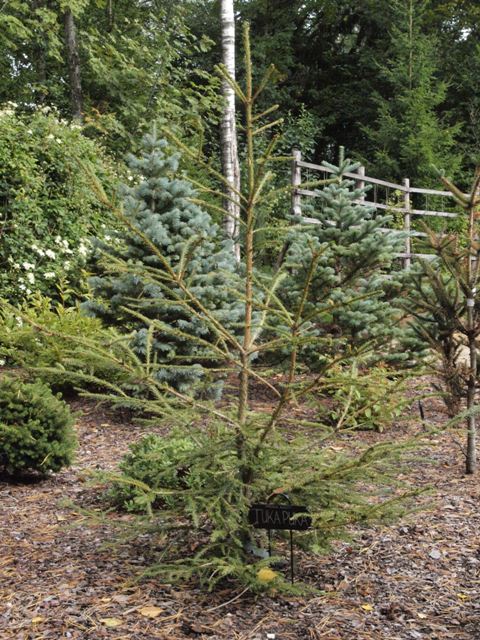 Picea abies 'Tuka Puka'