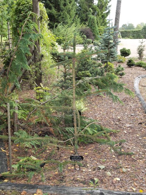 Picea abies 'Virgata Variegata'