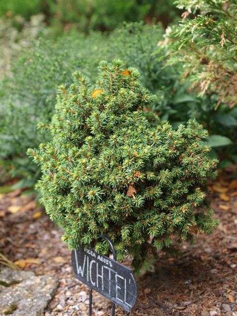 Picea abies 'Witchel'