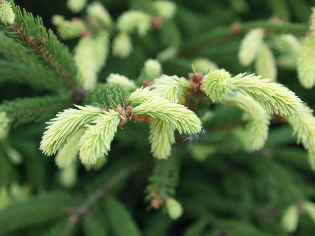 Picea abies 'Finedonensis'