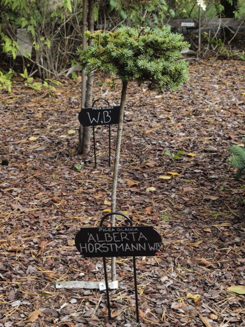 Picea glauca 'Alberta Horstmann HB'