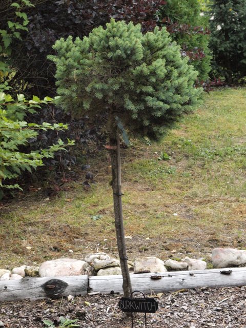 Picea glauca 'Burkwitch'