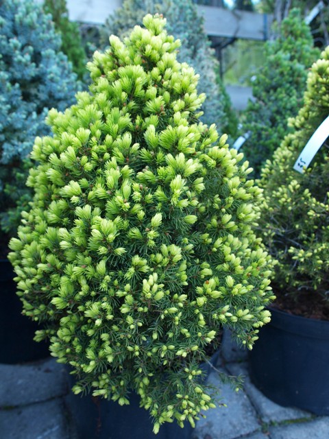 Picea glauca 'Conica Yellow'