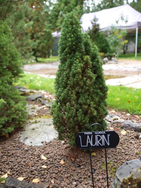 Picea glauca 'Laurin'