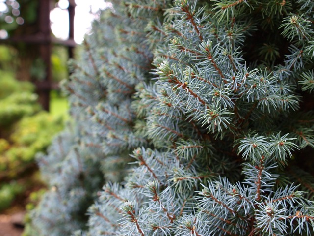 Picea glauca 'Sander's Blue'