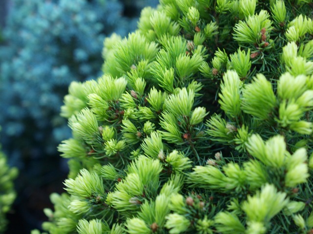 Picea glauca 'Conica Yellow'