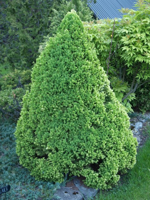 Picea glauca 'Conica Yellow'