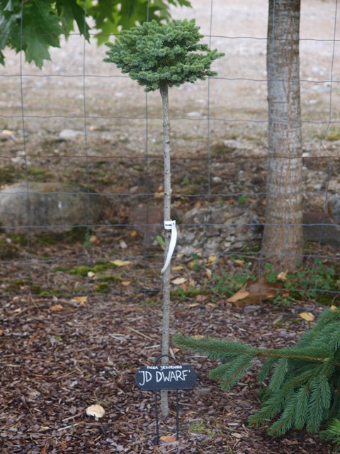 Picea jezoensis 'JD's Dwarf'