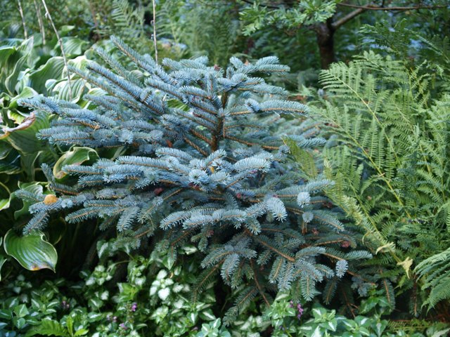 Picea jezoensis 'Nana'