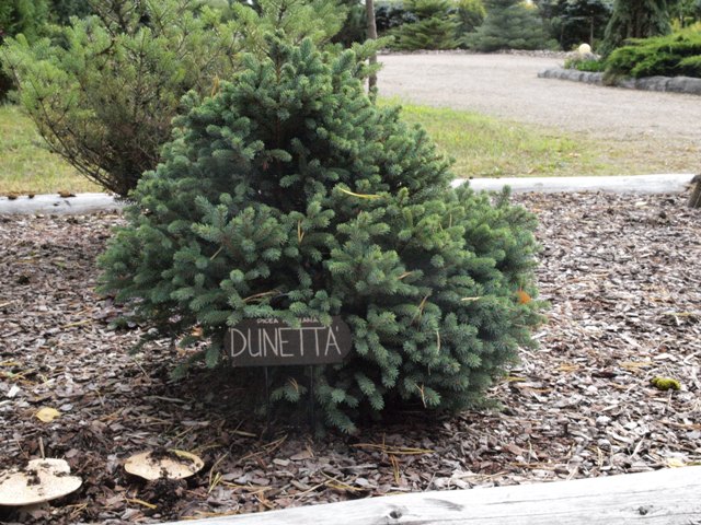 Picea mariana 'Dunetta'