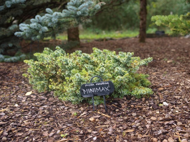 Picea omorika 'Minimax'