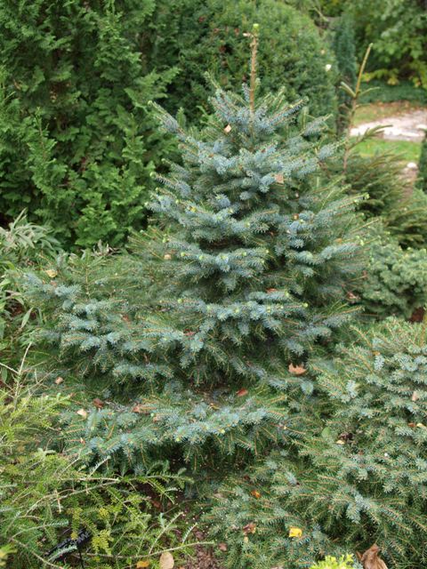 Picea omorika 'Minirockycany'