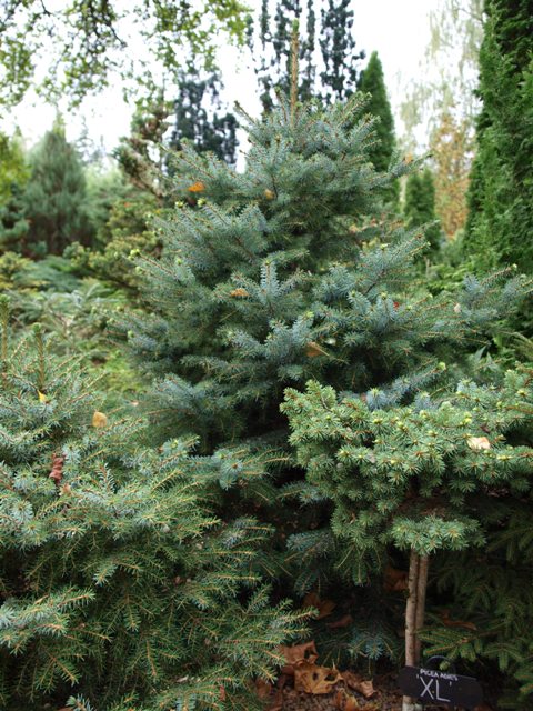 Picea omorika 'Minirockycany'