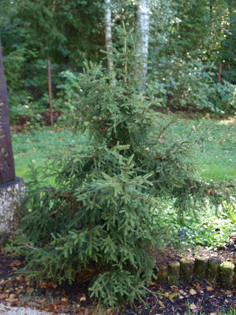 Picea orientalis 'Filip's Little Mound'