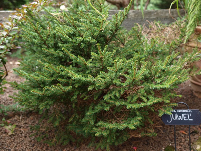 Picea orientalis 'Juwel'