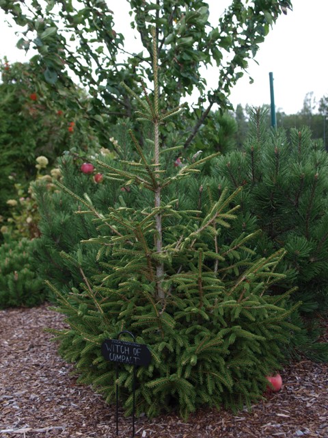 Picea orientalis 'Witch of Compact'