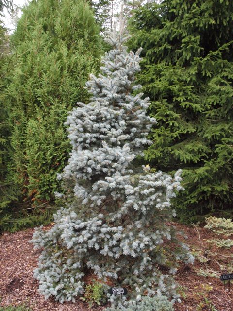 Picea pungens 'Barabits Compact'