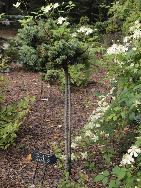 Picea pungens 'Blade Ranner'