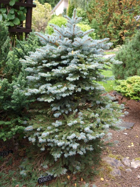 Picea pungens 'Bronisze'