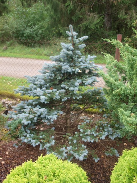 Picea pungens 'Krolewski'