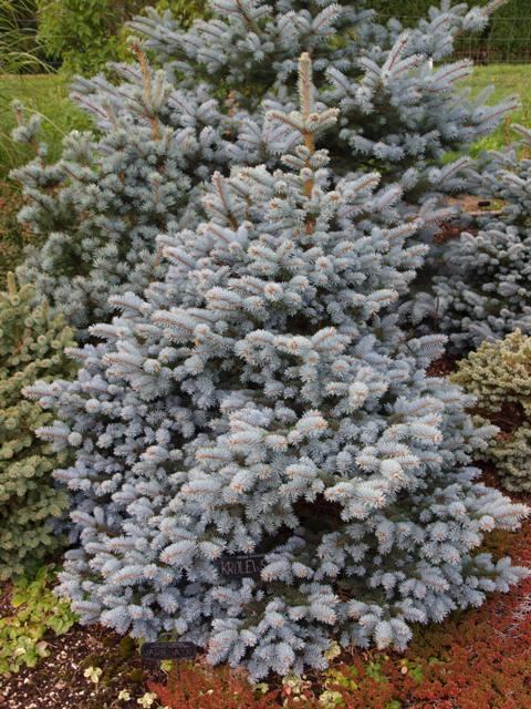 Picea pungens 'Krolewski'