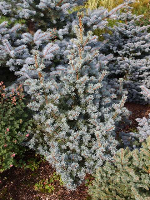Picea pungens 'Mecky'